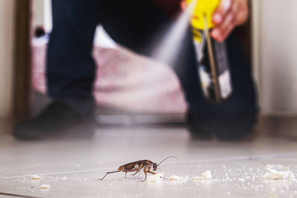 Best Pest Control Treatment  in New Braunfels, TX